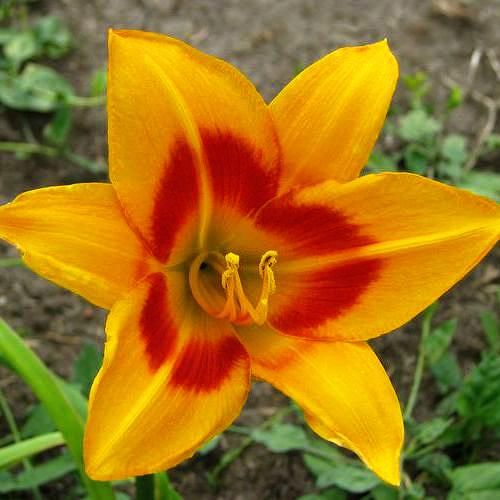 Ben Kirk Orange DAYLILY DF Live Plants Perennial Flowers