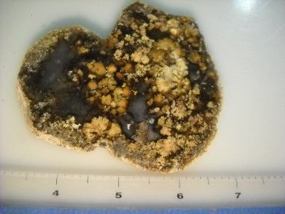 Loveland Highly Polished Texas Bouquet Plume Agate Slab