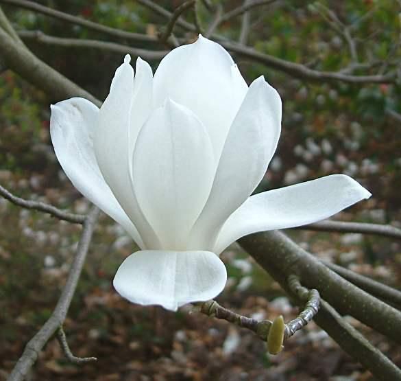 Magnolia Denudata Yulan Magnolia Seeds ES 16