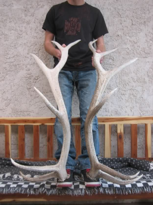 6x6 Elk Shed Antlers Taxidermy Rack Deer Mount Whitetail Mule