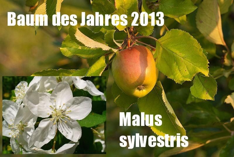 Holzapfel europäischer Wildapfel Baum des Jahres 2013