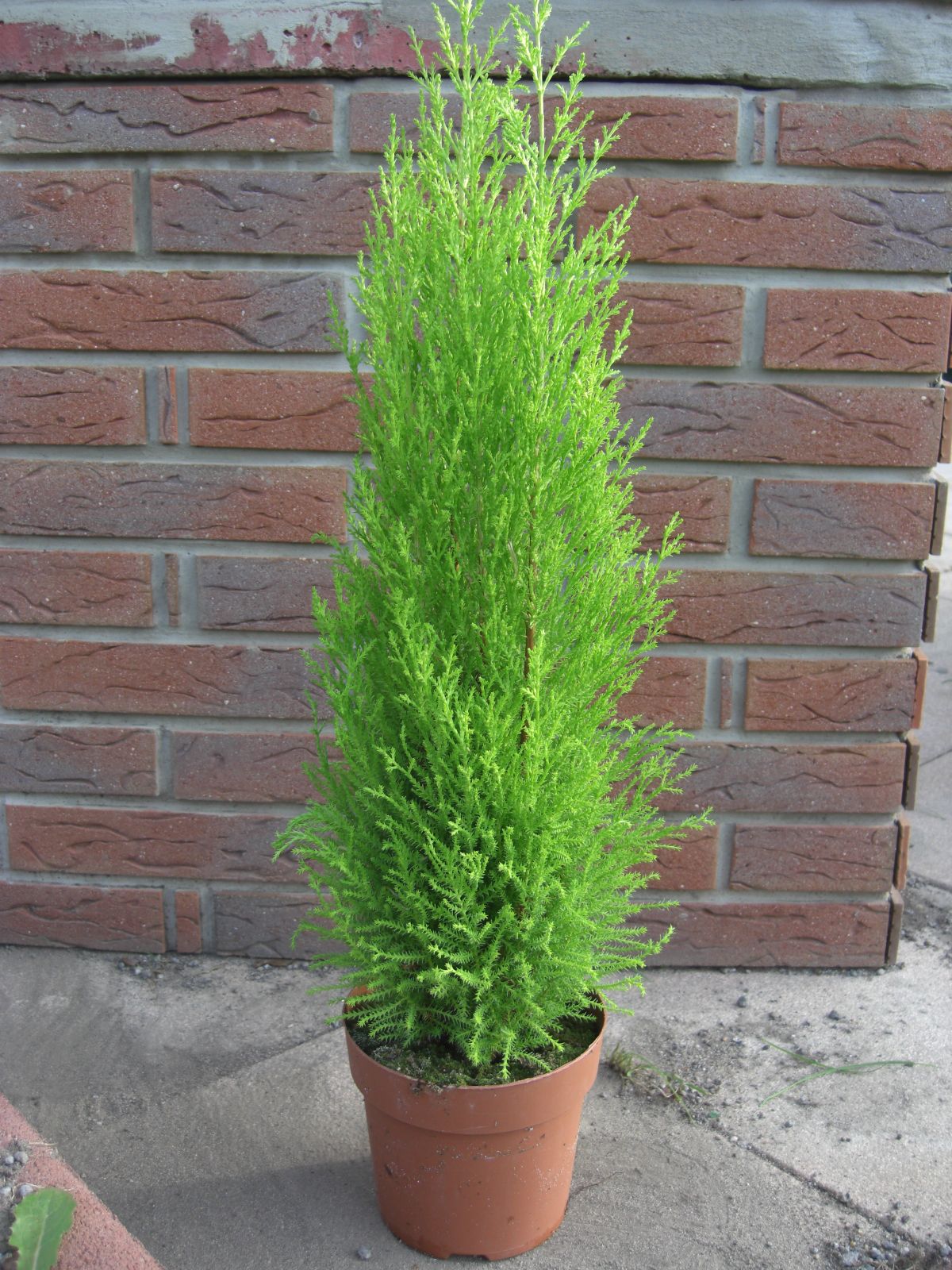 Cupresus Macrocarpa Wilma Goldzypresse Zypresse 90cm