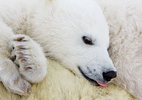 3D Postkarte Eisbär (Jungtier), Polarbär, Tierbaby, Tiere