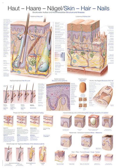 Anatomische Lehrtafel Haut Haare Nägel, neueste Ausführung