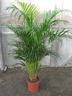 Goldfruchtpalme Chrysalidocarpus lutescens Areca 80cm