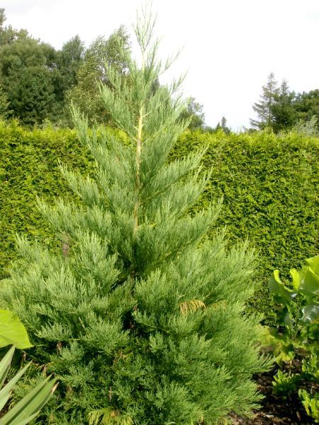 Sequoiadendron giganteum Riesen  Bergmammutbaum 40/50cm