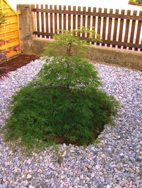 Acer palmatum Dissectum grüner Schlitzahorn 60 70cm