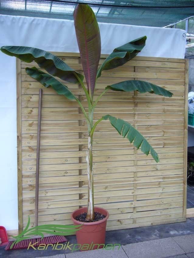 Musa sikkimensis red tiger  Winterharte Banane 160 180cm