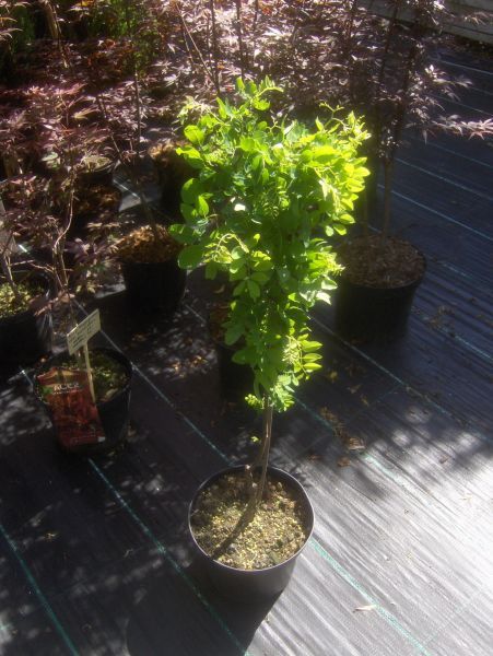 Robinia pseudoacacia Tortuosa, Korkenzieherakazie, 80 100cm