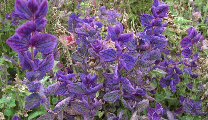 Salvia horminum , blauer Schopfsalbei #337