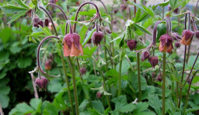 Bachnelkenwurz, Geum rivale, Wildform #388