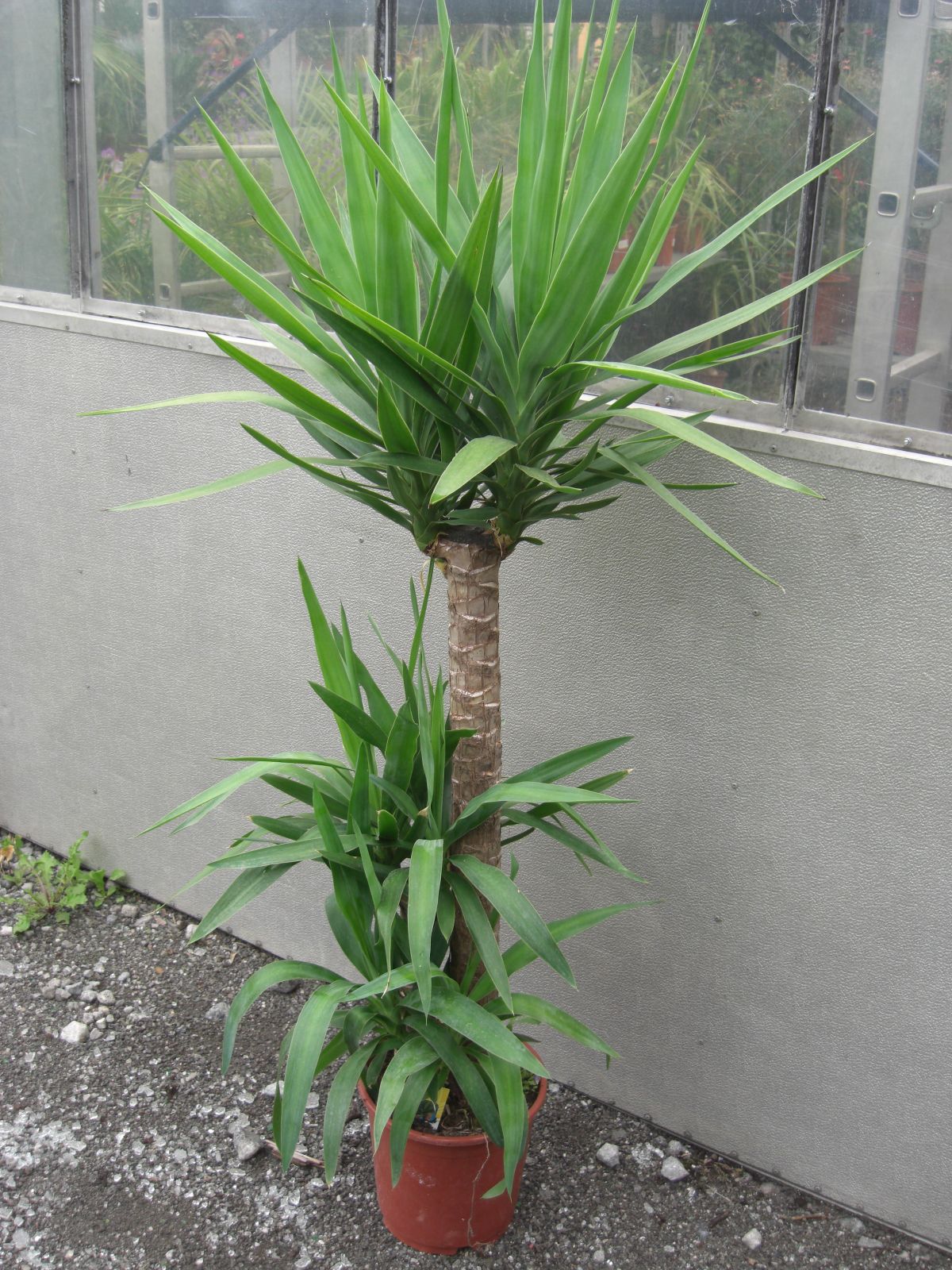 Yucca Elephantipes, 3er Tuff, 130cm Yuccapalme Palme