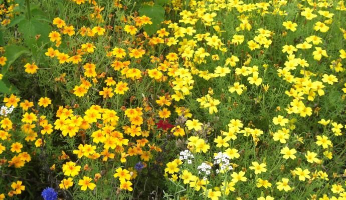 Tagetes tenuifolia Gewürztagetes, Duftmischung #506