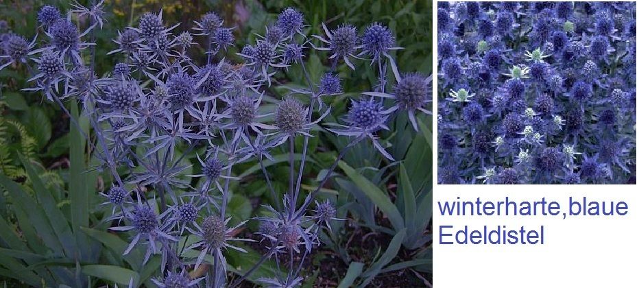 Schönste Distel der Welt / amethyst blaue Edeldistel winterhart