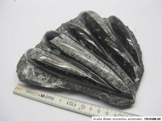 Orthocerasplatte,ca.17x19cm,Fossilien,Mineralien,Edelstein,1,35kg/770