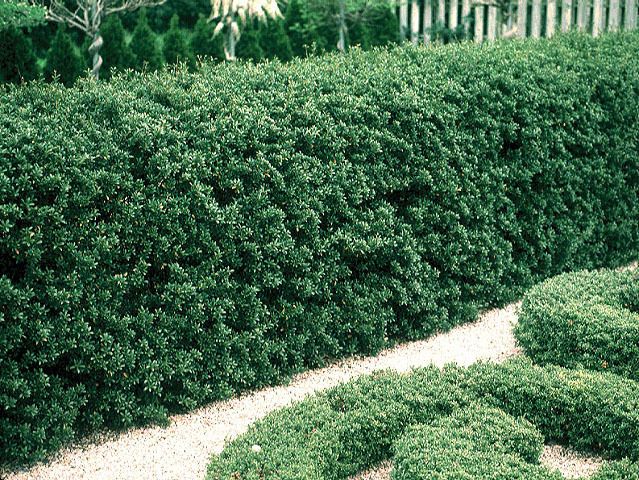 METER ILEX CRENATA GREEN HEDGE IM TOPF 15 CM ALS HECKENPFLANZE BUXUS