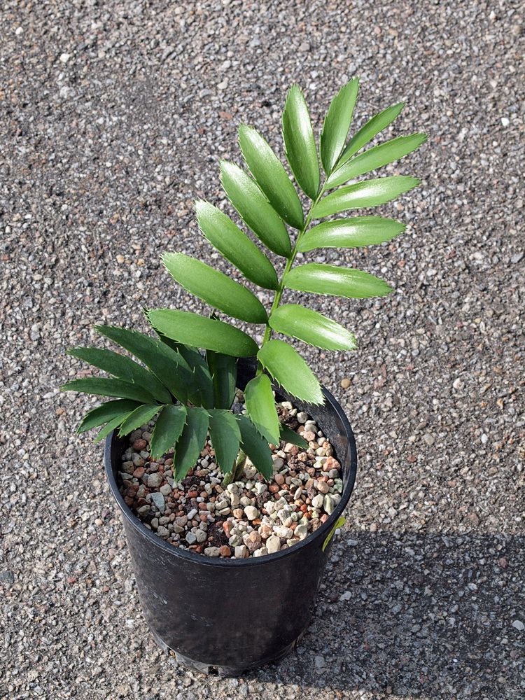 Encephalartos natalensis, 2,5cm Caudex, 2 Blätter