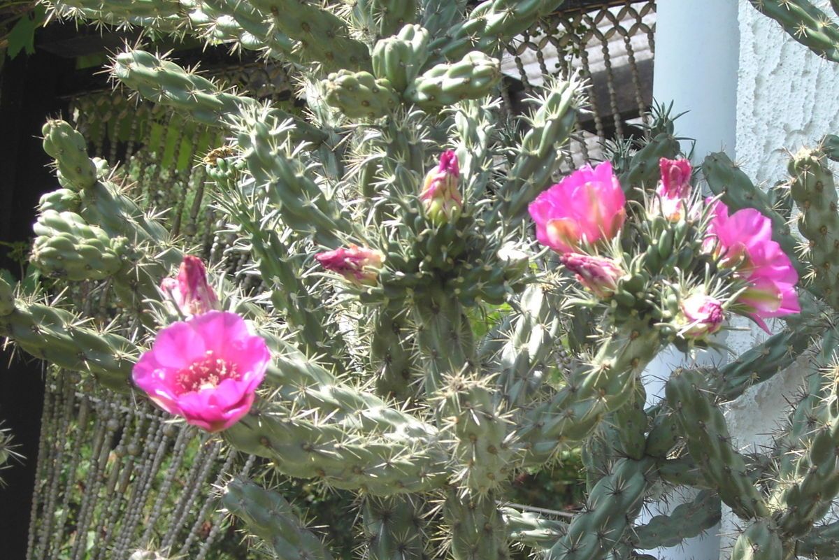 Cylindropuntia imbricata Kaktus winterhart Pflanze gross Bluete