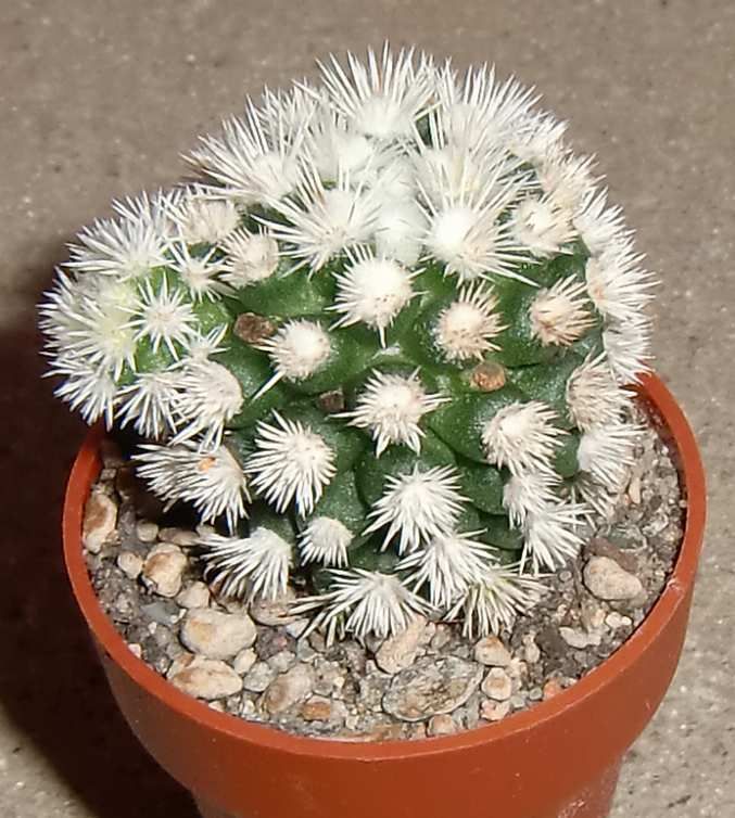 Mammillaria gracilis cv. ARIZONA SNOWCAP C160